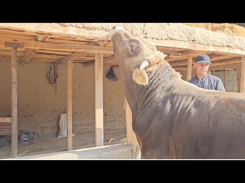 Видео: ЧОҢ БУКА УРУКТУККА САТЫЛАТТ