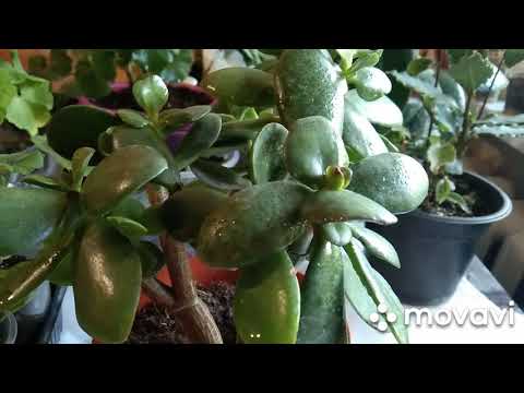 Видео: Доллар гул нега баргларини тўкади?