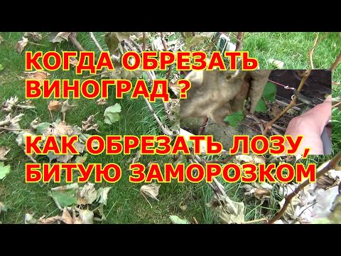 Видео: КОГДА ОБРЕЗАТЬ ВИНОГРАД? и КАК ОБРЕЗАТЬ ЛОЗУ БИТУЮ ЗАМОРОЗКОМ