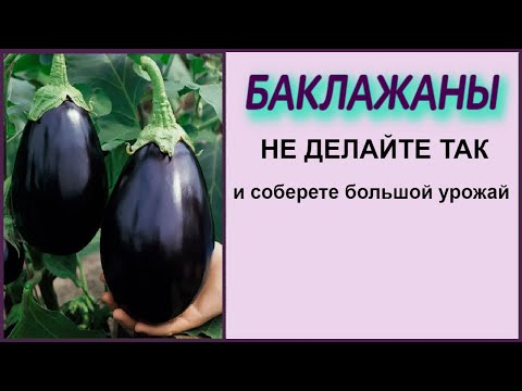 Видео: ЗАВЯЖЕТСЯ В 10 РАЗ БОЛЬШЕ БАКЛАЖАН ЕСЛИ ТАК НЕ ДЕЛАТЬ! Выращивание баклажан без потерь!