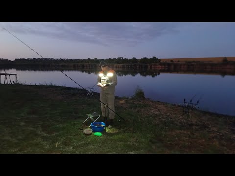 Видео: Добре погодували кукурудзою і амур клює один за одним. Риболовля на білого амура та коропа на ставку