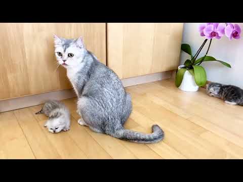 Видео: British Kittens Of Cat Kylie 18 Days Old. Британским котятам кошки Кайли 18 дней.