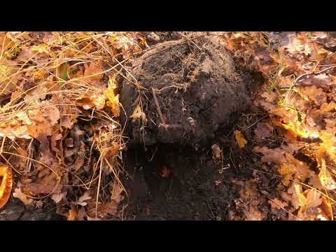 Видео: SDRDetector Коп по РЖВ :)