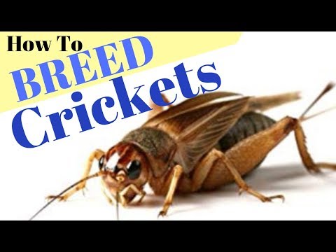 Видео: Как разводить сверчков. Самые актуальные знания. 2019