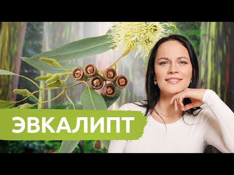Видео: ЭВКАЛИПТ - самое популярное эфирное масло! Ароматерапия, история, производство Eng Esp Sub