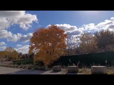 Видео: Из ЖК Кипарис на Кипарисовое озеро. Красота вокруг страшная.