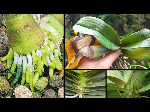 Видео: обнаружен самый быстрый способ восстановить пожелтевшие орхидеи