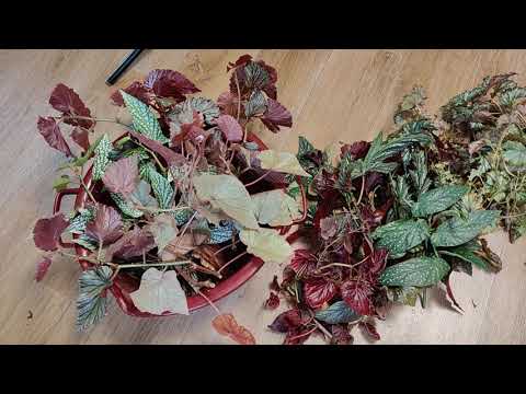 Видео: НЕЗАПЛАНИРОВАННАЯ РАБОТА С ЦВЕТАМИ 💐 24 октября 2025 г.