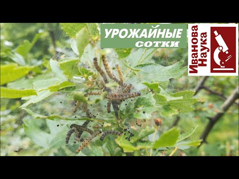 Видео: Они уже ЗДЕСЬ!!! Нашествие САМЫХ ОТВРАТИТЕЛЬНЫХ вредителей, которые оставят сад без урожая!