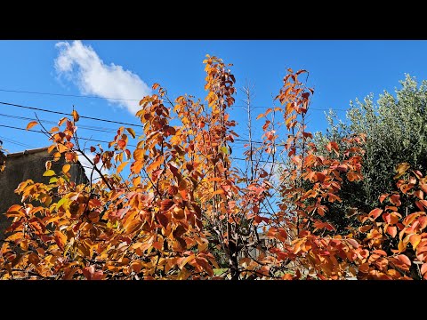 Видео: 28-30 октября 2025.Мои будни: парим-варим-выпекаем.Побродим вокруг дома, полюбуемся осенним садом