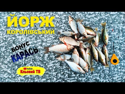 Видео: Йорж королiвський