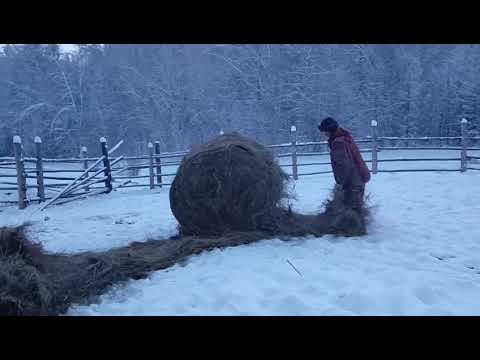 Видео: Кормим лошадок. Дальневосточный гектар