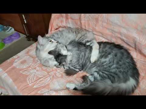 Видео: Котики (ч.1) с Татьяной Пивкиной 2022 год