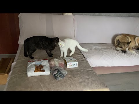 Видео: Сегодня суббота 