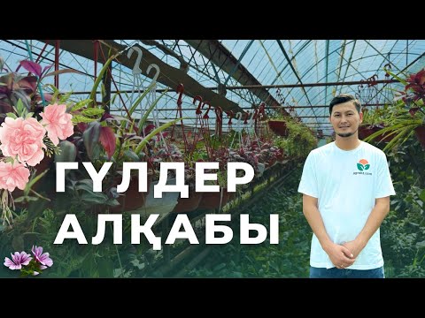 Видео: ГҮЛДЕР АЛҚАБЫ ШЫМКЕНТТЕ# ГҮЛДЕРДІҢ БАҒАСЫ ҚАНША? 🌹🌸