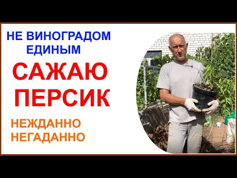 Видео: Сказ о том, как я персиком обзавёлся или Посадка персика  на севере Подмосковья.