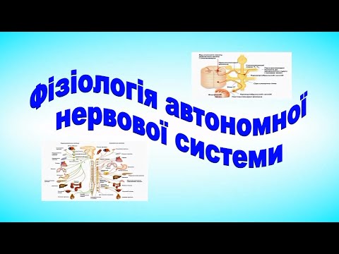 Видео: Автономна нервова система. Фізіологія