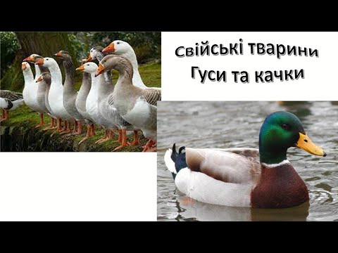 Видео: Свійські тварини.   Гуси та качки. Відео для дітей.