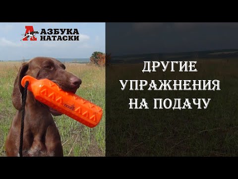 Видео: Подача предметов - как усилить и разнообразить тренировки?