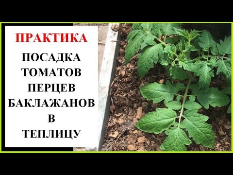 Видео: Как посадить томаты, перцы и баклажаны в теплицу