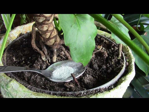 Видео: АХ, ЭТИ ЧЁРНЫЕ МОШКИ В РАСТЕНИЯХ!