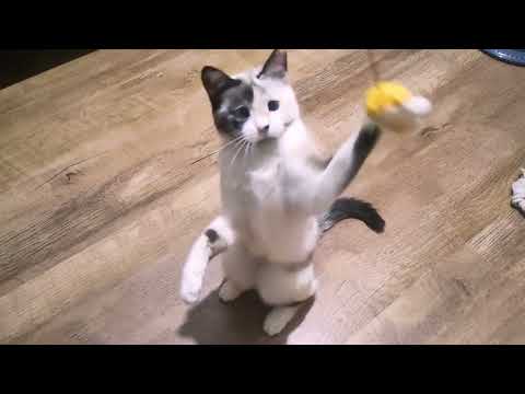 Видео: Кошка против утёнка – кто победит? Смешные моменты без слов!