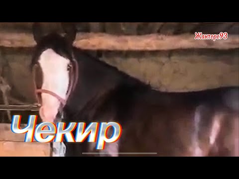 Видео: Чекир Кулун 80 мин сом +996-708-805-253. 18 ноября 2025 г.