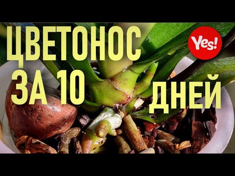 Видео: РУССКИЙ ЖЕНЬШЕНЬ, ИЛИ НЕПРОСТЫЕ СЕКРЕТЫ ПРОСТОГО ЛОПУХА! ВЫМАНИТЬ ЦВЕТОНОС У ОРХИДЕИ ЗА 10 ДНЕЙ!