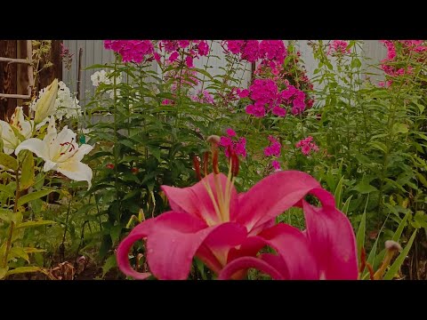 Видео: Любимый сад в конце июля