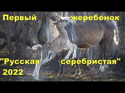 Видео: Родился первый жеребёнок этого сезона выжеребки 2022. Шериф.