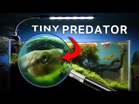 Видео: Я создал крошечную экосистему из заброшенного аквариума (и позволил ей расти)