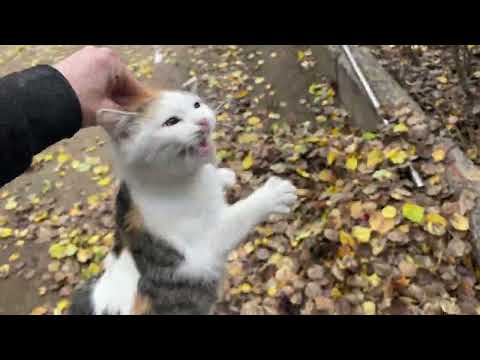 Видео: ТИГРУЛЯ ПРЫГАЕТ В МОИХ ДЕНЬГАХ