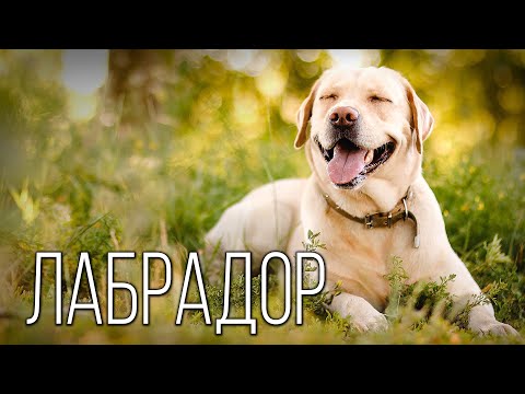 Видео: Лабрадор-ретривер: Идеальный Ныряльщик | Интересные факты про лабрадоров