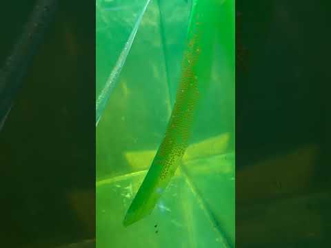 Видео: Подготовка на Коридорасите за размножаване