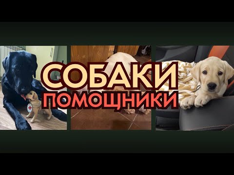 Видео: Собаки-поводыри. Дорога без преград