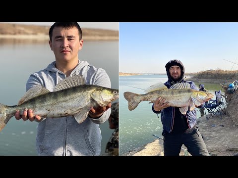 Видео: Рыбалка канал коксарай| рыбалка на судака| рыбалка на джиг | рыбалка Казахстан