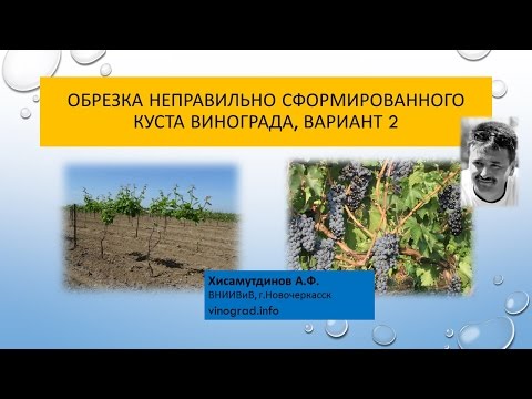 Видео: Обрезка неправильно сформированного куста, вариант 2. Хисамутдинов АФ