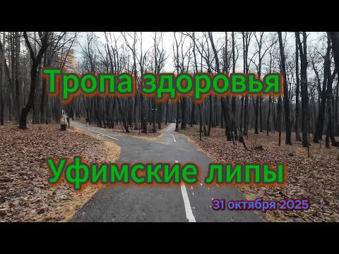 Видео: Тропа здоровья, Уфимские липы, живой лес, осень 2025