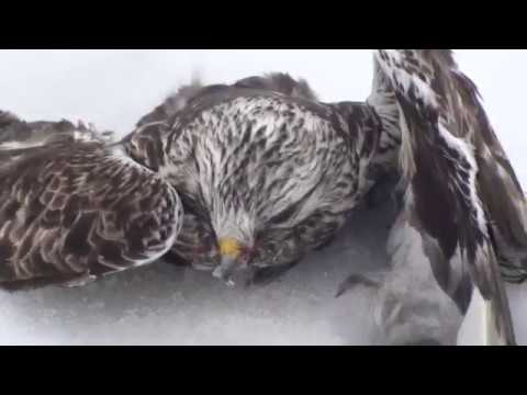 Видео: отак  кушают  конфетки