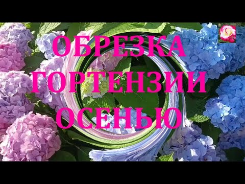 Видео: ОСЕННЯЯ ОБРЕЗКА КРУПНОЛИСТОВОЙ ГОРТЕНЗИИ