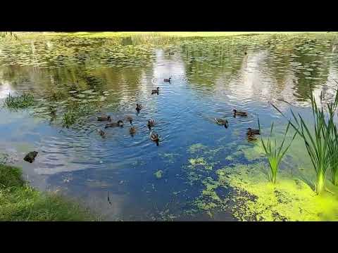 Видео: Белгород. Левобережье 8.09.25