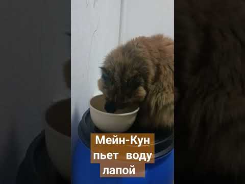 Видео: Мейн-Кун пьет воду лапой