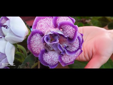 Видео: Долгожданное цветение глоксиний