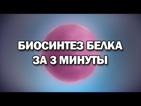 Видео: Биосинтез белка за 3 минуты (даже меньше)