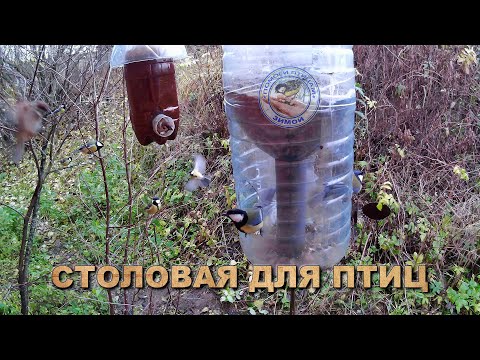 Видео: Кормушка для птиц 31 октября 2025 года (07)