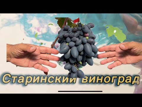 Видео: #24/17 Беларусь. В гостях на винограднике Петра Кишени. Старинский виноград. Минская обл. д. Старино