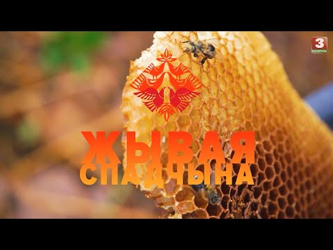 Видео: Бортніцтва ў Беларусі | ЖЫВАЯ СПАДЧЫНА
