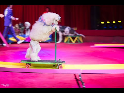 Видео: Цирк "Собаки на скейтбордах"