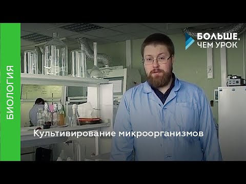 Видео: Культивирование микроорганизмов