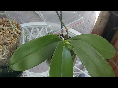 Видео: Как из ОДНОЙ орхидеи сделать МНОГО, Детки на каждом цветоносе,  самый простой и ЭФФЕКТИВНЫЙ способ